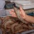 Mercado Municipal de Pescados de Ubatuba - Foto 6
