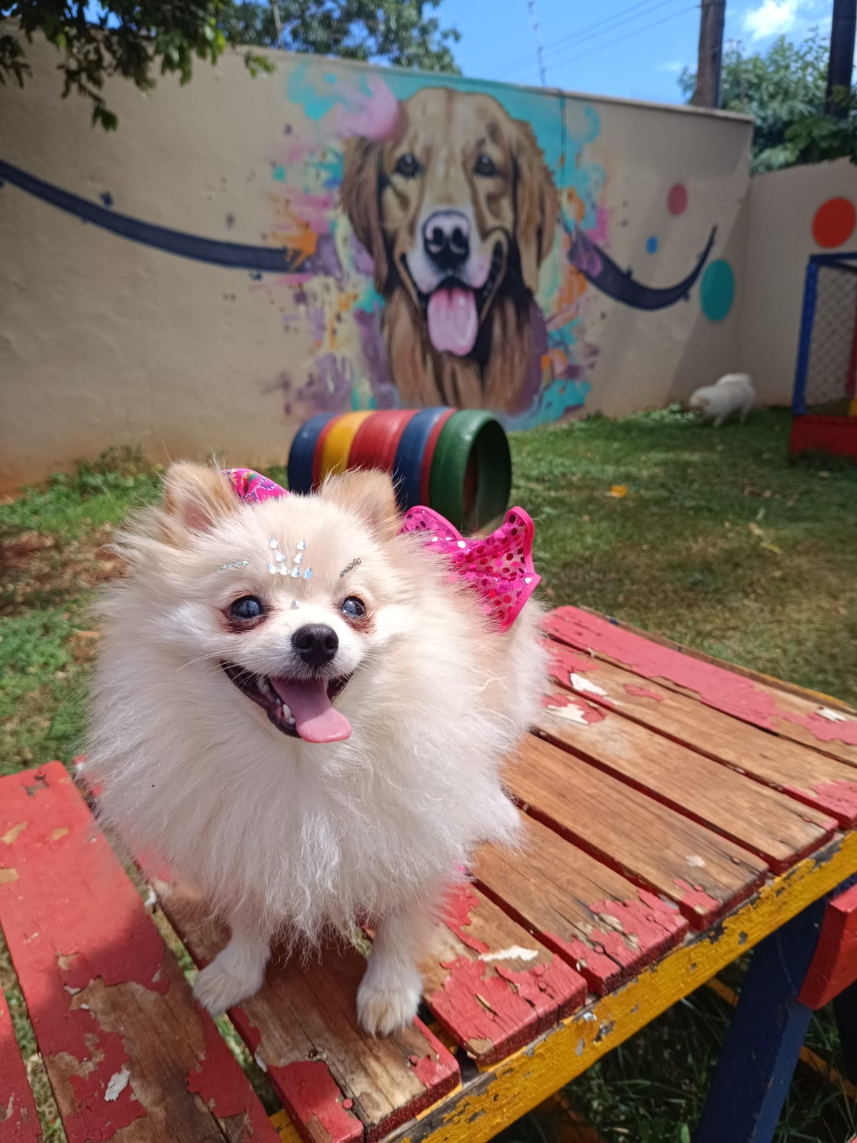 Doglândia Creche Canina e Hotel