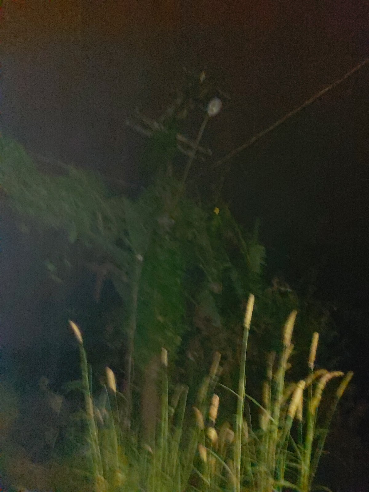 Prefeitura Municipal Estância Balnearia Ubatuba