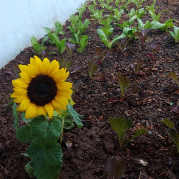 Residencial e Centro dia para Idosos Florescer - Foto 1