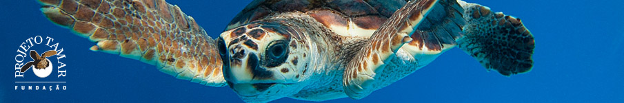 Fundação Projeto Tamar - Ubatuba